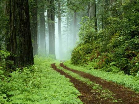 la foret